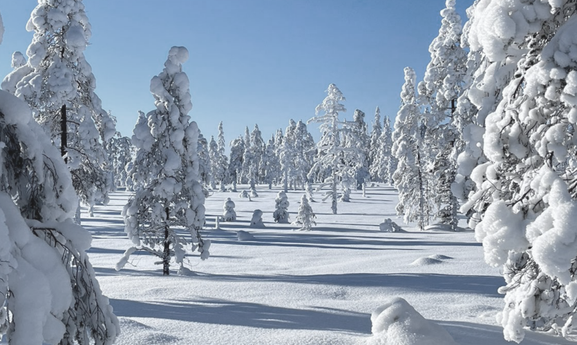 Snö på träd i fjällmiljö