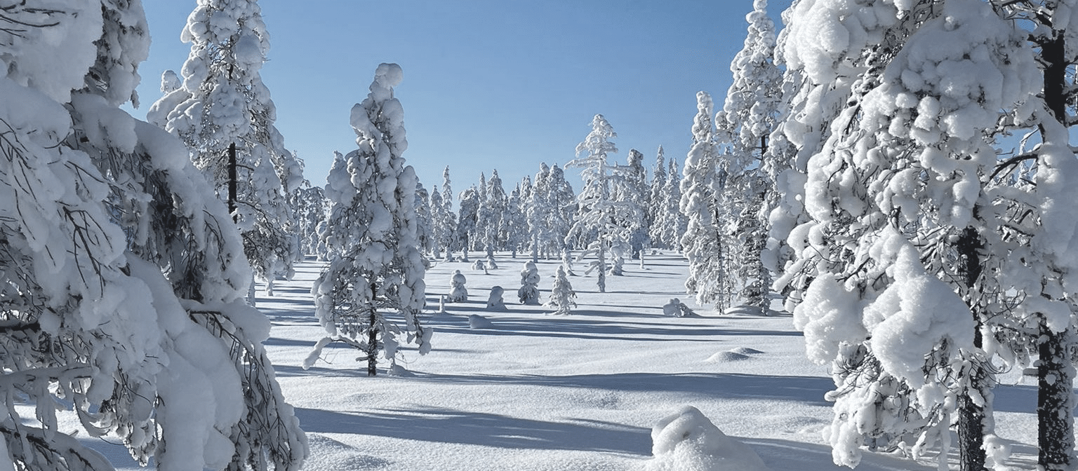 Snö på träd i fjällmiljö